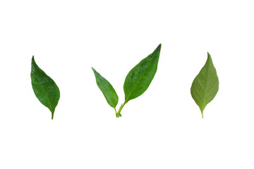 Fototapeta premium Bell pepper leaves, take clips for each item on a white background