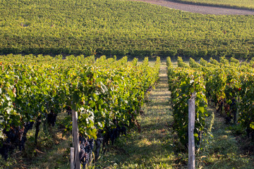 Ripe red Merlot grapes on rows of vines in a vienyard before the wine harvest in Saint Emilion...