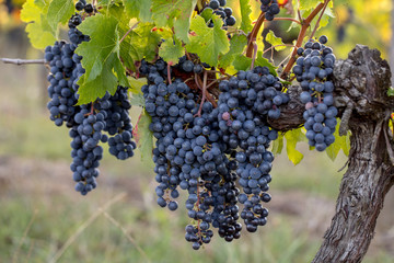 Fototapeta Close up of red merlot grapes in vineyard. St Emilion, Gironde, Aquitaine. France obraz