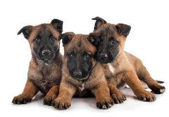 puppies malinois in studio