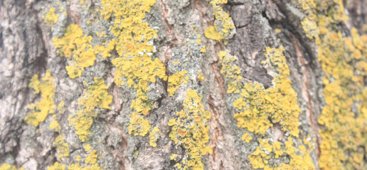 background with fur. the texture