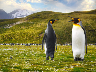 King penguins (Aptenodytes patagonicus) on South Georgia Island. © Cheryl Ramalho