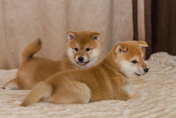 portrait of a small red puppy