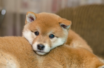 portrait of a small red puppy