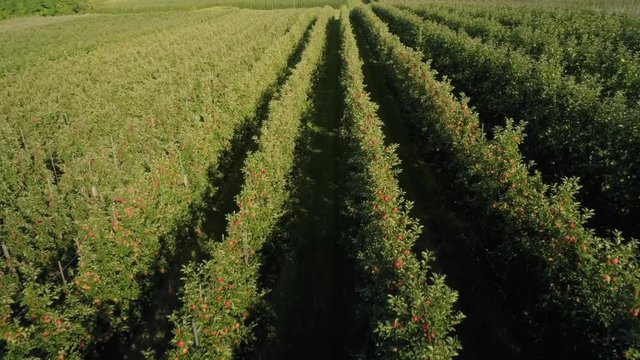 Drone View Of Apple Orchard