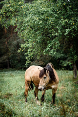  Chestnut horse standing in the field in spring. Animal portrait.