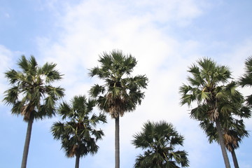 Sugar Palm Trees and blue sky background.Blue sky and white cloud in shining day.Many menu Thai dessert  have Toddy Palm's fruit .