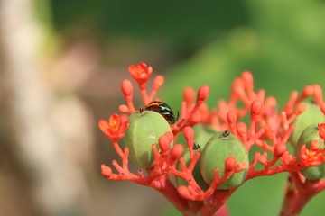Seeds and flowers of Buddha Belly Plant or Bottle Plant Shrub and blur background. A  Ladybug is catching green fruit of Bottle Plant Shrub, Thailand.