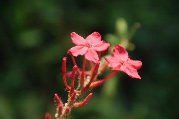 Red flowers of Indian lead wort are on branch, Rose-colored Leadwort, Thailand.