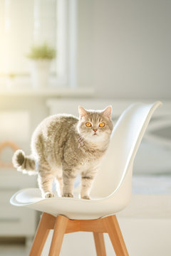 Scottish straight cat standing on a chair