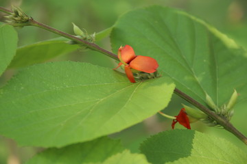 Branch of East Indian Screw  Tree, orange flower and green leaves are on branch, Thailand.