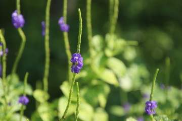 Branches of purple blue flowers of Bastard Vervain and blur green leaves background. Another name is Jamaica False, Veravin Arron's Rod. Thailand.
