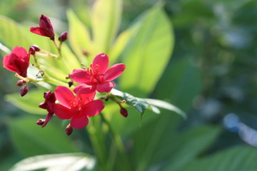 Red flowers of Spicy Jatropha or Cotton Leaved Jatropha and green leaves background.