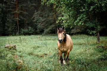 Chestnut horse standing in the field in spring. Animal portrait.