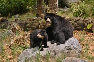 Very rare and shy andean bear in nature habitat. Unique photo of  andean or spectacled bears. Tremarctos ornatus.