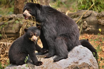Very rare and shy andean bear in nature habitat. Unique photo of  andean or spectacled bears. Tremarctos ornatus.