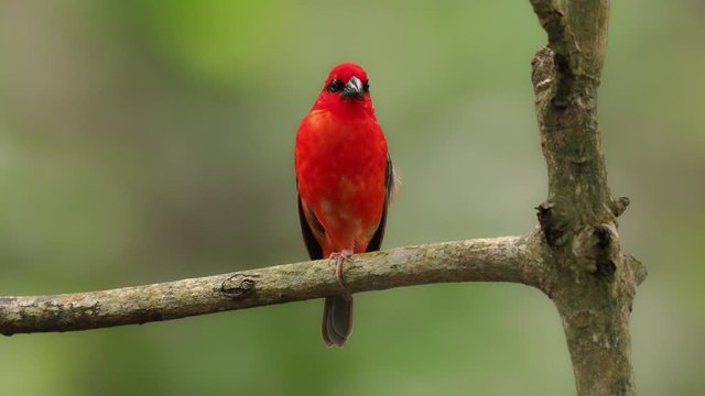 Madagascar Red Fody - Foudia madagascariensis red bird on the green and palm tree found in forest clearings, grasslands and cultivated areas, in Madagascar it is pest of rice cultivation.