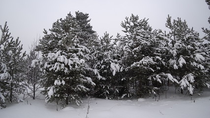Young coniferous forest in winter. White deep snow. New Year and Christmas concept.
