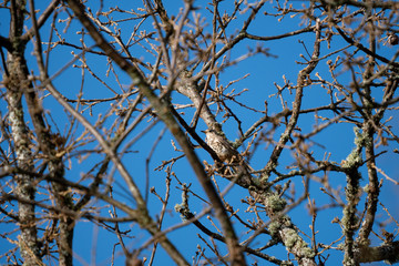 Thursh bird camouflaged in the tree branches
