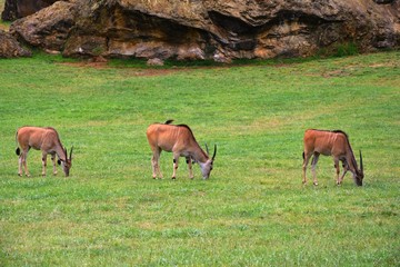 Naklejka na ściany i meble antelopes grazing in the meadow