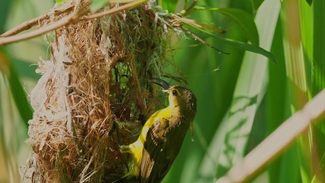 Olive-backed sunbird - Cinnyris jugularis, also known as the yellow-bellied sunbird, is a southern Far Eastern species of sunbird. Hanging nest in the bush with sitting parent.