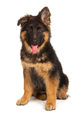 German shepherd puppy isolated on white background