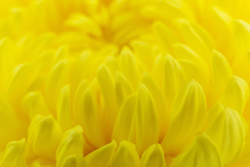 Blur yellow flowers background