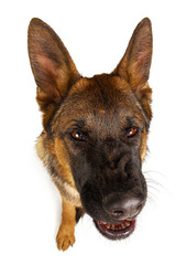 Cute German shepherd looking up isolated on white background