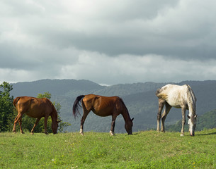 Naklejka na ściany i meble Group of brown and white horses grazing on meadow with green grass