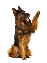 German shepherd dog with its paw up isolated on white background