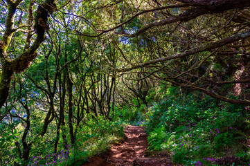 Hiking Levada trail 25 Fontes in Laurel forest - Path to the famous Twenty-Five Fountains in beautiful landscape scenery -  Madeira Island, Portugal