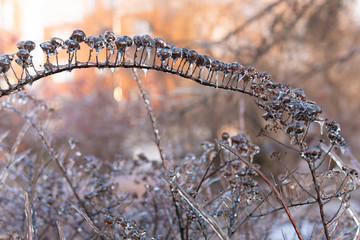 Trees and plants were covered with ice after an icy rain