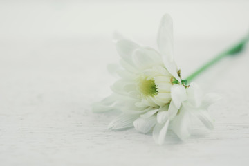 Fototapeta na wymiar white flower background