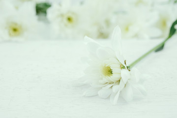 Naklejka na ściany i meble white flower background