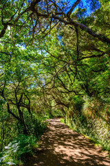 Fototapeta na wymiar Hiking Levada trail 25 Fontes in Laurel forest - Path to the famous Twenty-Five Fountains in beautiful landscape scenery - Madeira Island, Portugal