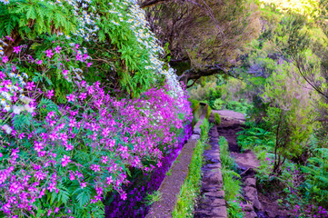 Hiking Levada trail 25 Fontes in Laurel forest - Path to the famous Twenty-Five Fountains in...