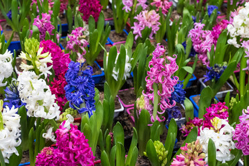 Obraz premium Blooming blue hyacinths. Houseplants are in a flower shop.