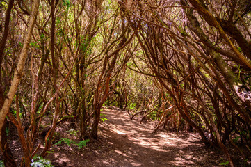 Fototapeta premium Hiking Levada trail 25 Fontes in Laurel forest - Path to the famous Twenty-Five Fountains in beautiful landscape scenery - Madeira Island, Portugal