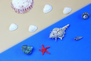 Summer time concept with sea shells and starfish on a blue and sand background