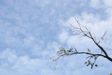Branches and leaves of tree, white fluffy cloud cover blue sky background.