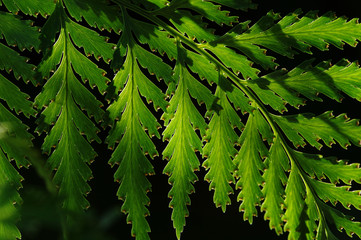 Green fern leaf with light and shadow