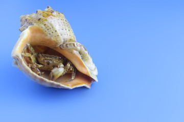 wallpaper. Blue backgrond. A friendly little hermit crab in a shell looks at you
