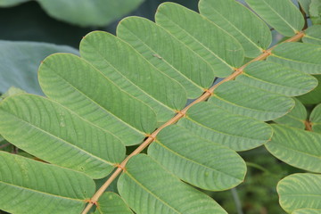 Green leaves with vein detail of Acapulo on branch in another name is Candelabra bush, Candle bush, Ringworm bush, Golden bush, Senna alata.