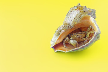 wallpaper. Yellow Backgrond. A friendly little hermit crab in a shell looks at you