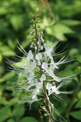 White flowers of Kidney Tea Plant  and blur green leaves background. Another name is Cat's whiskers, Java tea.