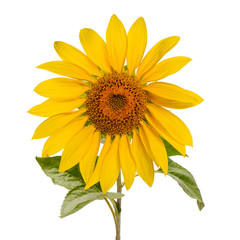 Large open sunflower flower on the stem on white background front view