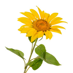 Obraz premium Large open sunflower flower on the stem with green leaves on white background front view