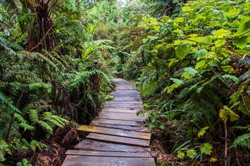 Fototapeta premium Luxuriant nature in the jungle with beautiful wood way
