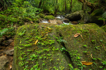 The rock covered with moss in the forest
