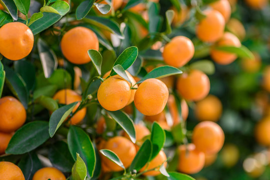 fruitful potting Mandarin oranges, which used as a ornamental plant during  Spring Festival (Chinese new year), is regarded as a symbol of "prosperous"  and "festive".
